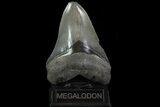 Serrated, Fossil Megalodon Tooth - Beautiful Color #78907-1